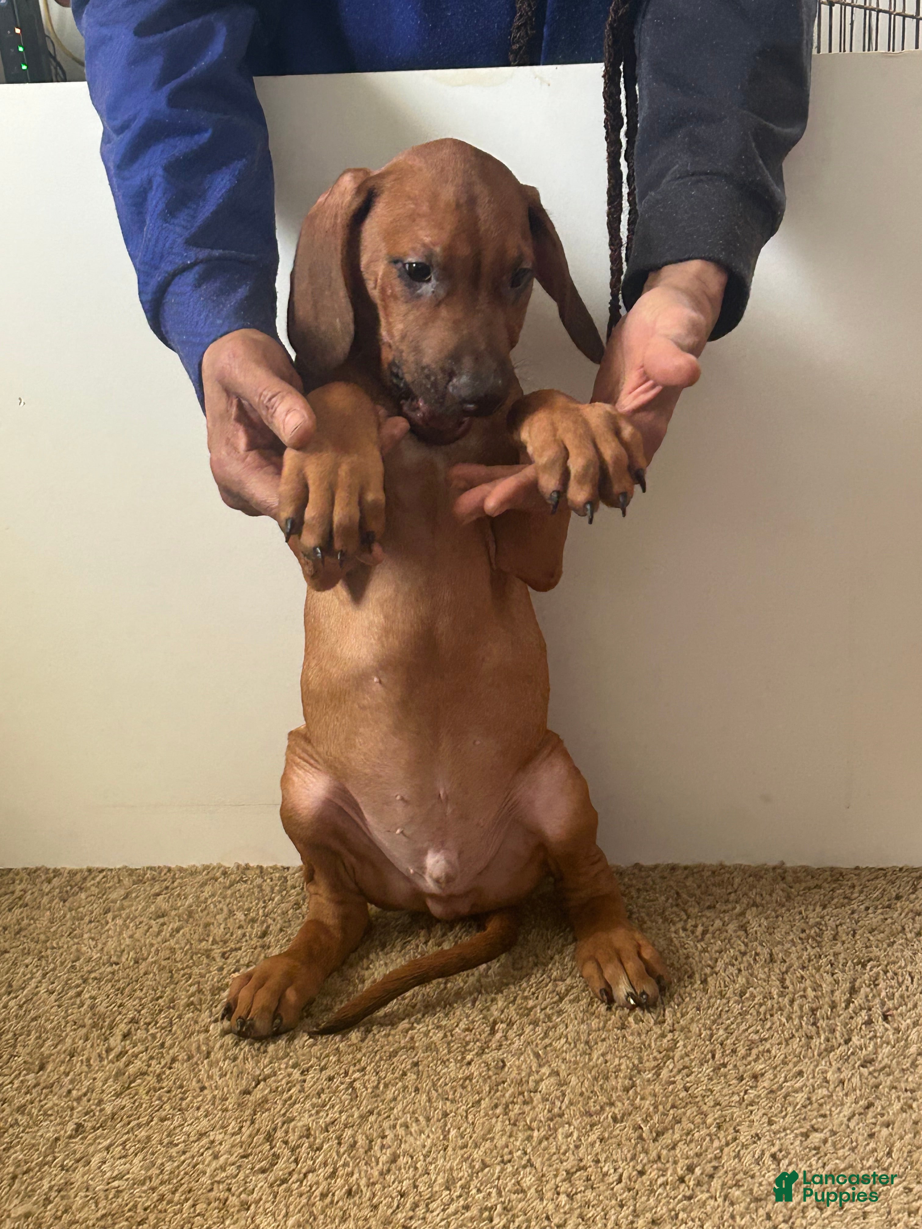 Rhodesian Ridgeback dogs Rhodesian Ridgeback Puppy 7 Light Green  - Ad 17