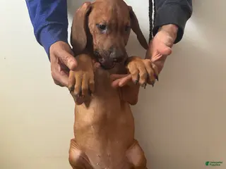 Rhodesian Ridgeback dogs Rhodesian Ridgeback Puppy 7 Light Green - Ad 17