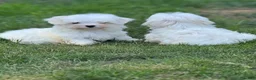 Maltese dogs for sale: Maltese Puppy 1 - Ad 5