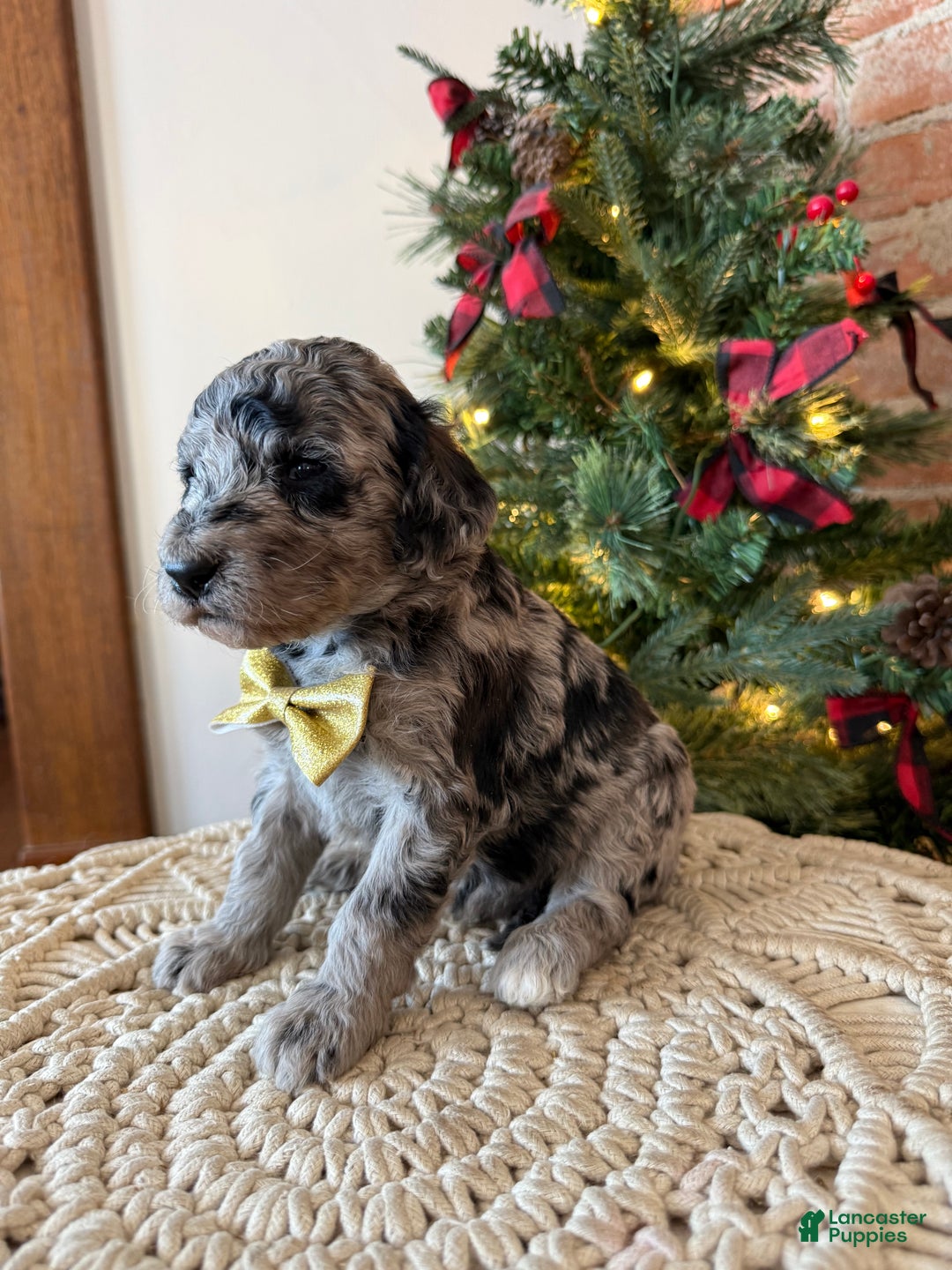 Mixed Breed dogs for sale: Paul - Ad 2