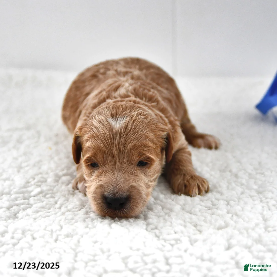 Mini Goldendoodle dogs for sale: Oliver - Ad 13