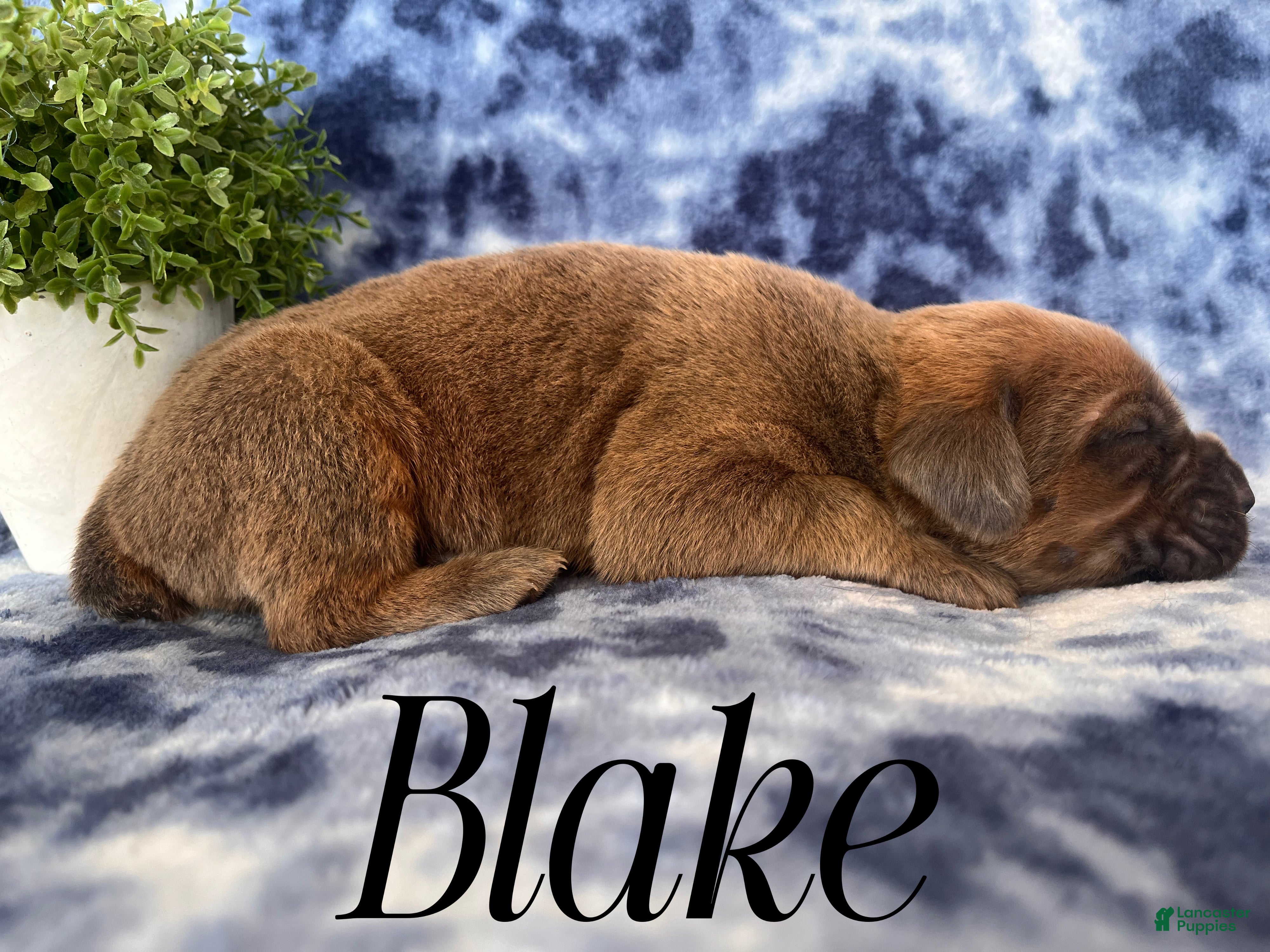 Cane Corso dogs Blake - Ad 21