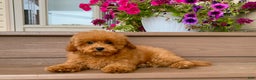 Maltipoo dogs for sale: Gorgeous - Ad 2