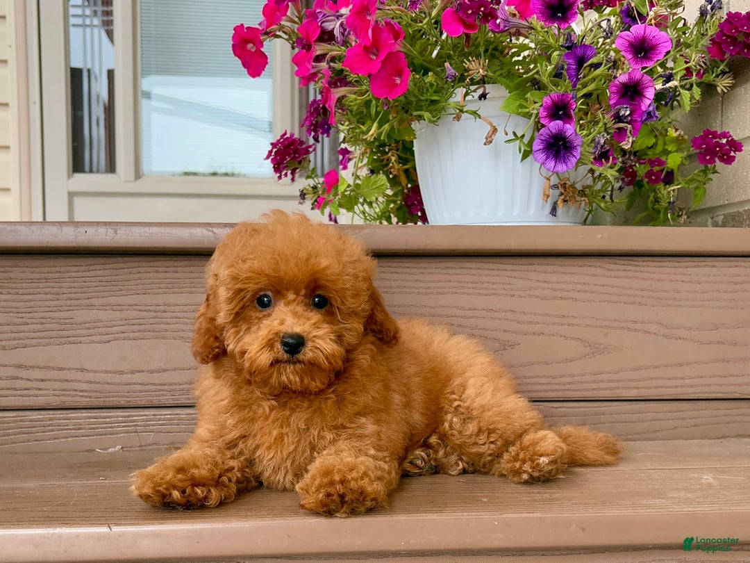 Maltipoo dogs for sale: Gorgeous - Ad 2