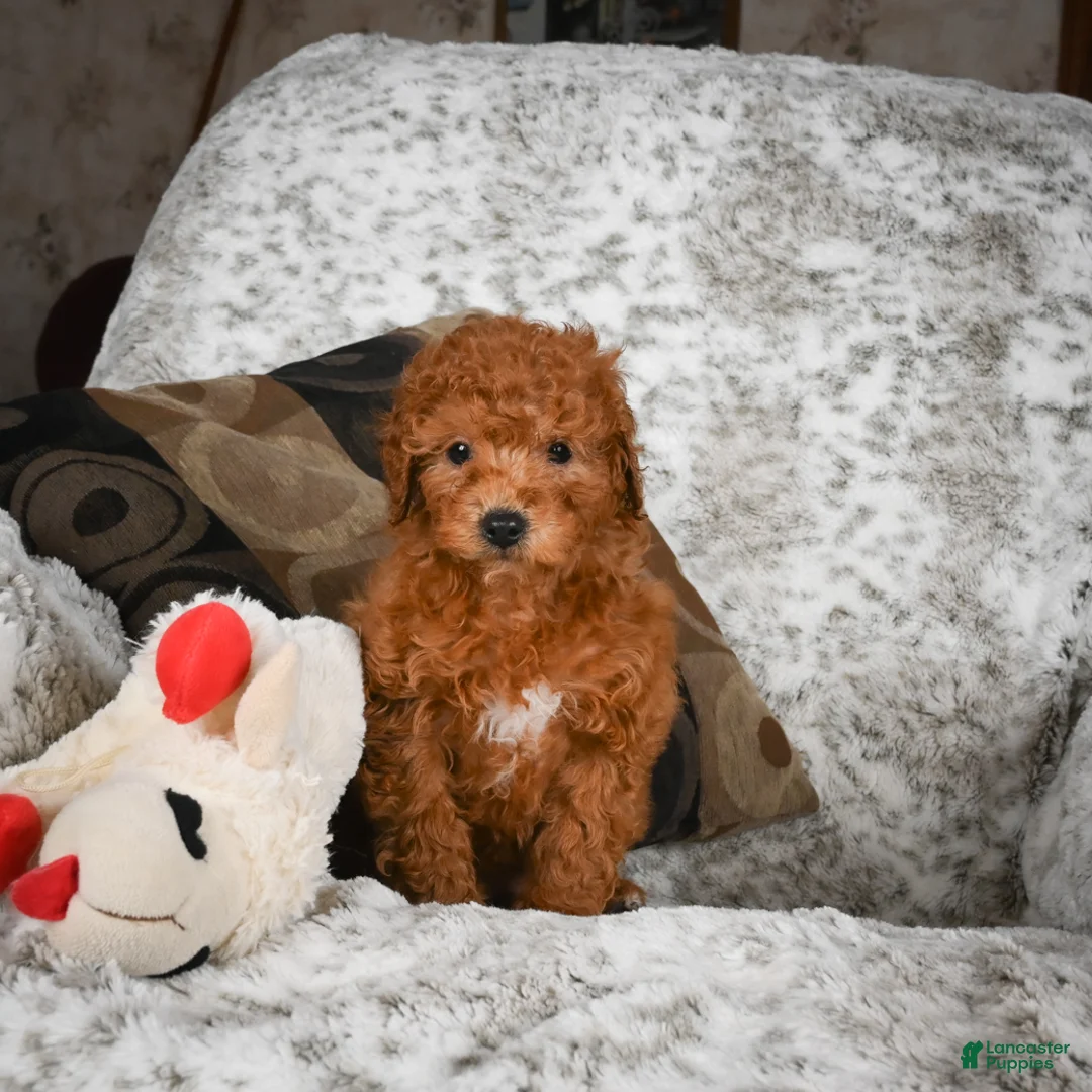 Cavapoo dogs for sale: Carl - Ad 7
