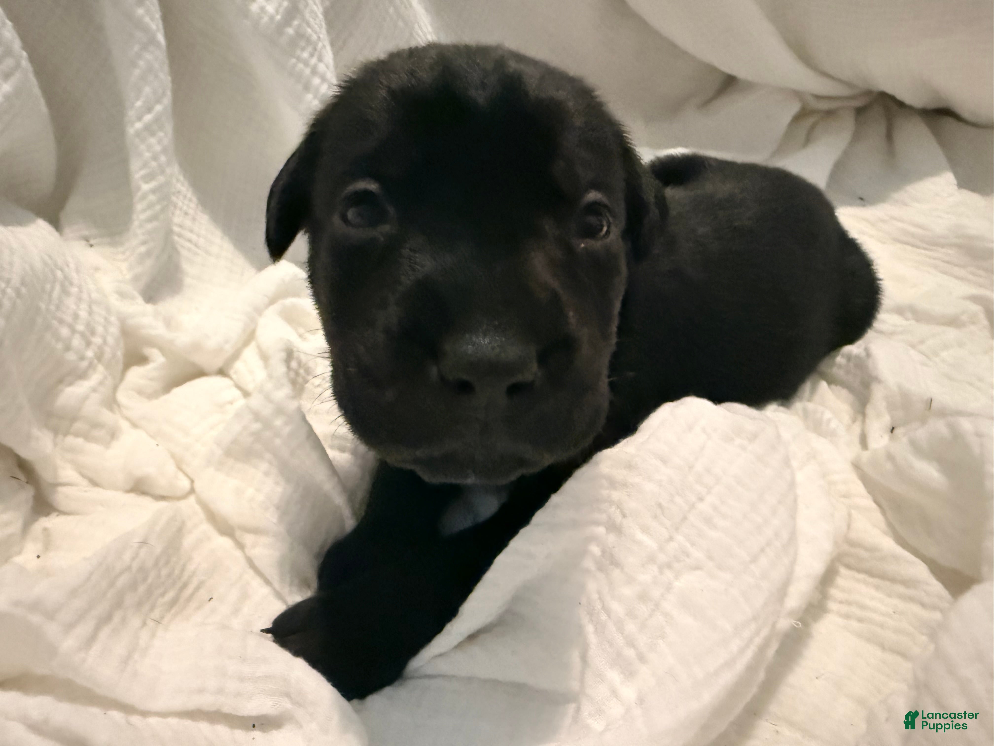 Cane Corso dogs Dean AKC green collar - Ad 6