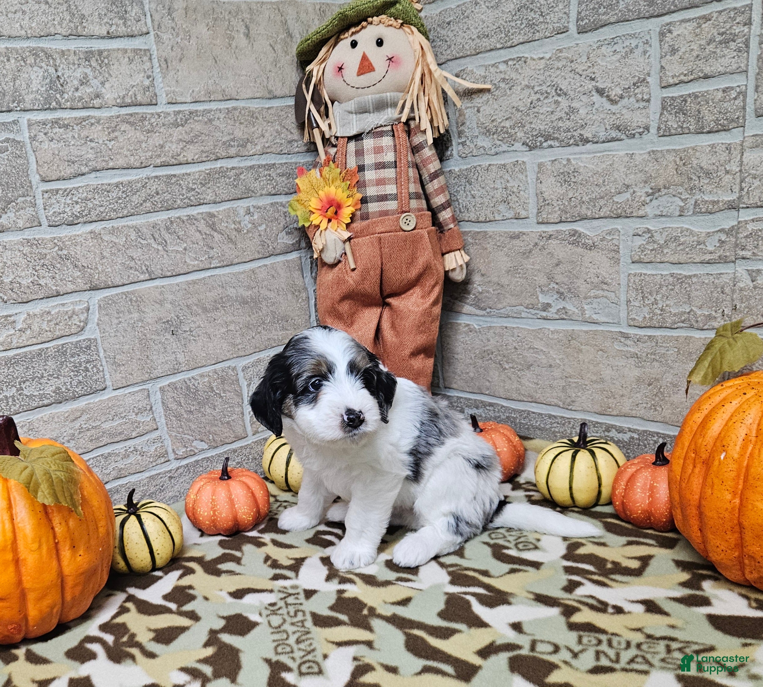Mini Bernedoodle dogs for sale: F1b Tennessee - Ad 5