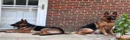German Shepherd dogs for sale: German Shepherd 3 - Ad 6
