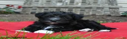 Schnoodle dogs for sale: Baxter - Ad 4