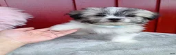 Malshi dogs for sale: 🩵Pepper🩵 - Ad 2