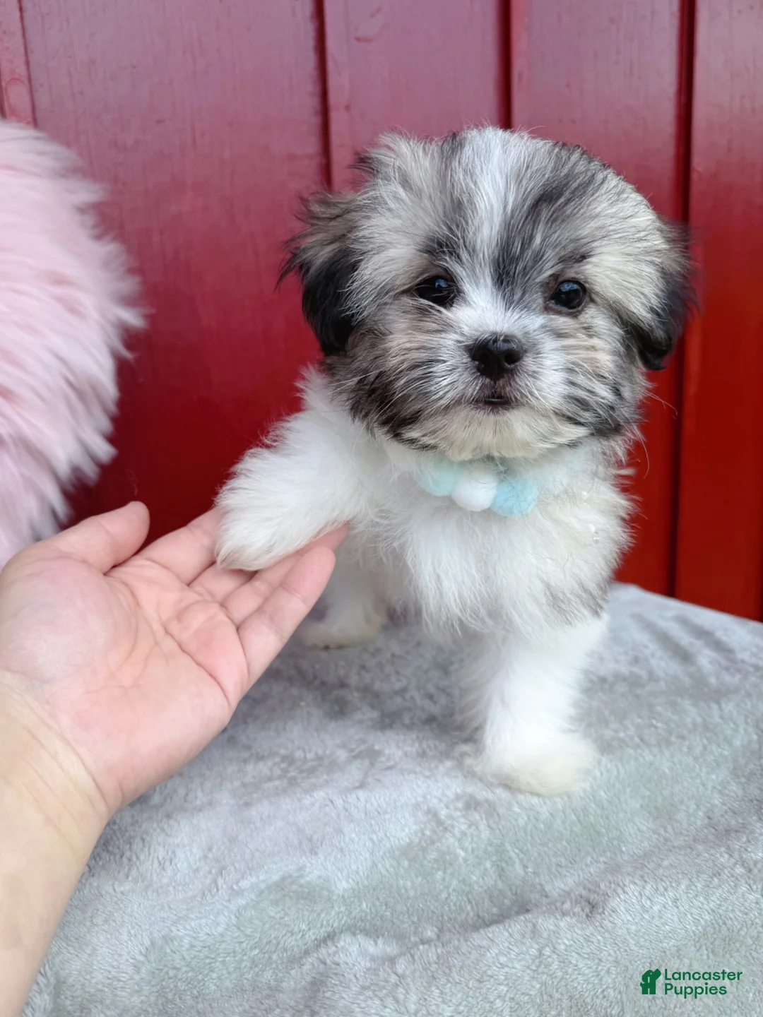 Malshi dogs for sale: 🩵Pepper🩵 - Ad 2