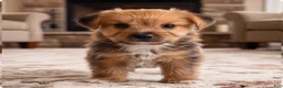 Morkie dogs for sale: Riley - Ad 4