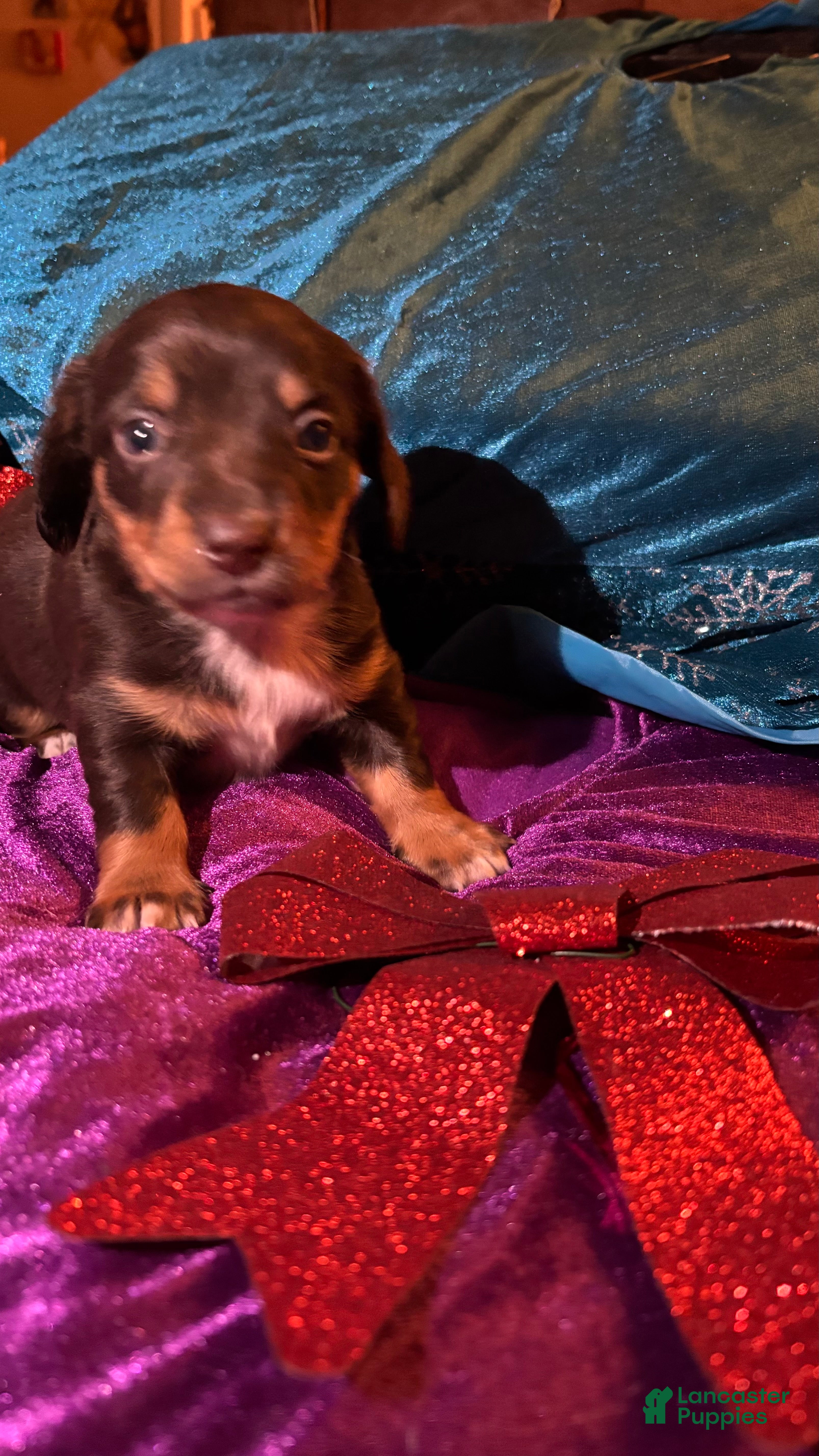 Miniature Dachshund dogs Miniature Dachshund Puppy 1 - Ad 5