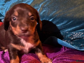 Miniature Dachshund dogs Miniature Dachshund Puppy 1 - Ad 5