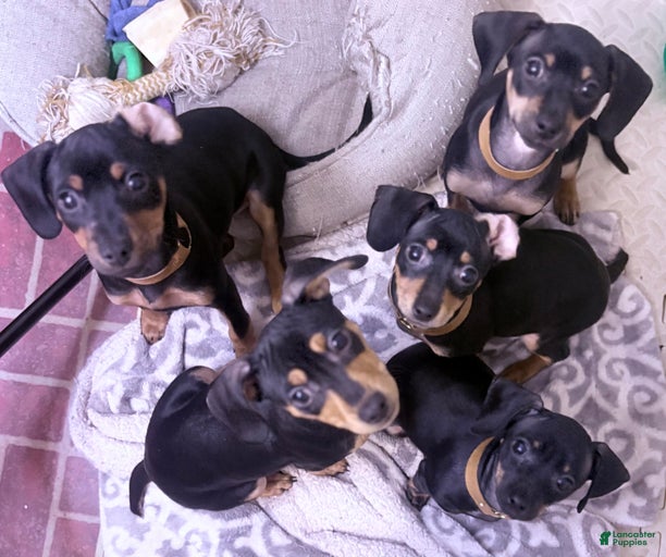 Gallery Image {{count}}