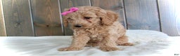 Mini Goldendoodle dogs for sale: Mindy - Ad 10