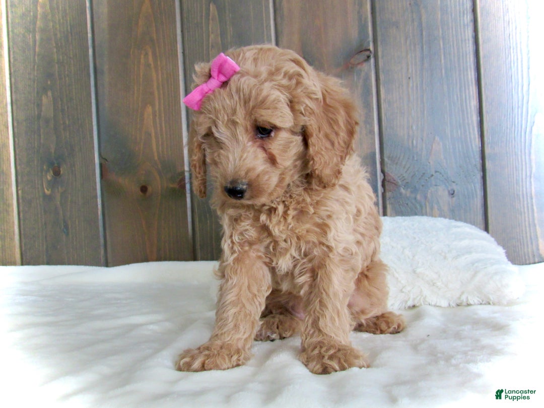 Mini Goldendoodle dogs for sale: Mindy - Ad 10