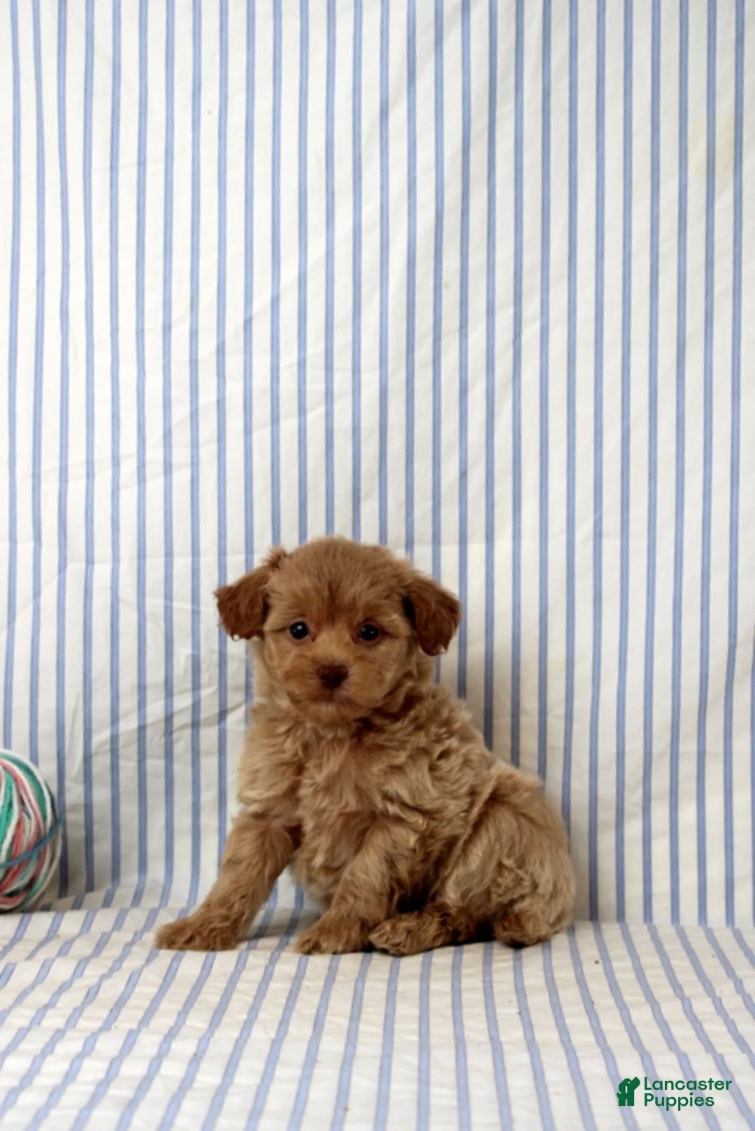 Shihpoo dogs for sale: Preston - Ad 4