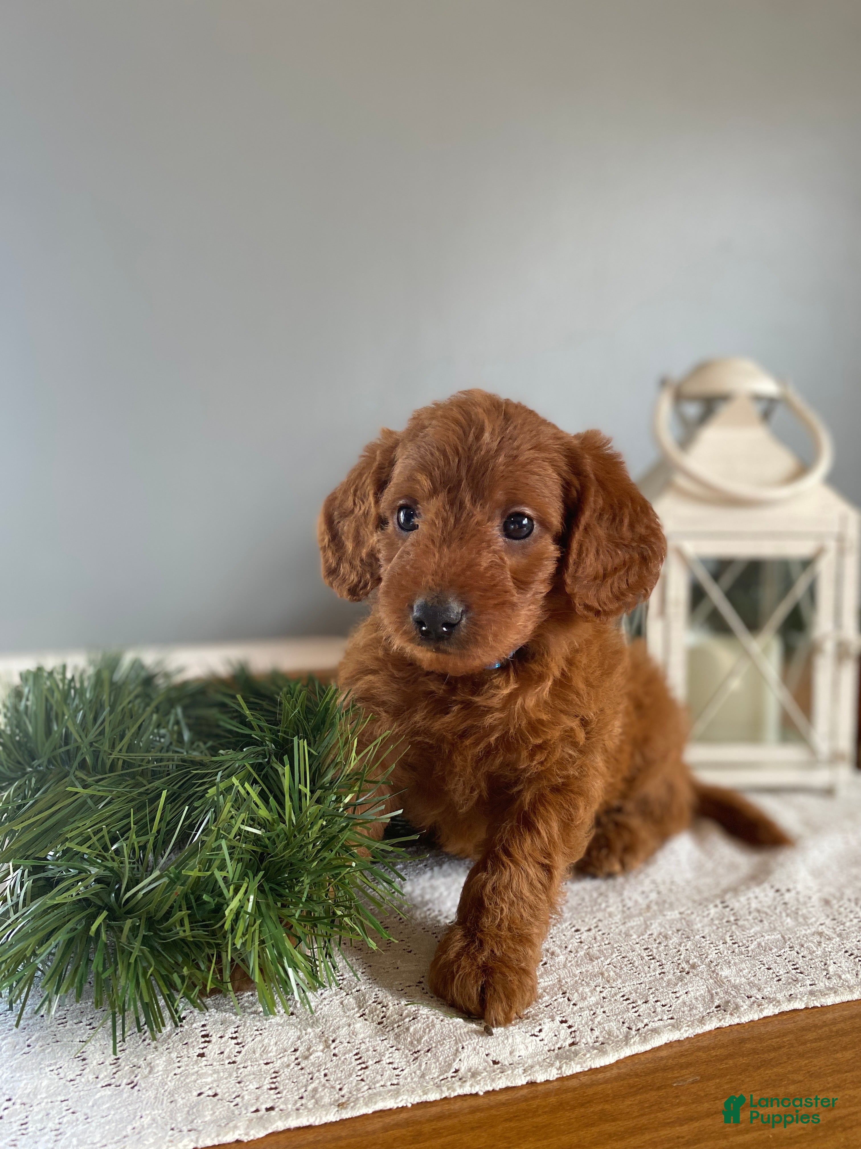 Mixed Breed dogs Mistletoe  - Ad 31