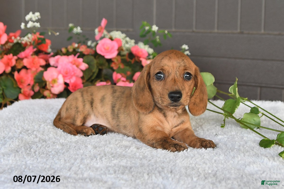 Miniature Dachshund dogs Rex - Ad 1