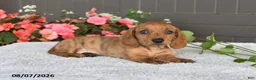 Miniature Dachshund dogs for sale: Rex - Ad 1