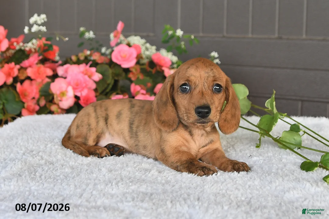 Miniature Dachshund dogs for sale: Rex - Ad 1