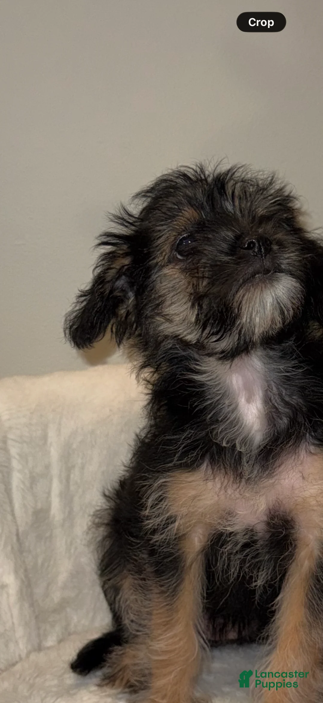 Morkie dogs for sale: Morkie Puppy 2 - Ad 2