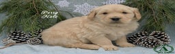 Golden Retriever dogs for sale: Perry - Ad 4