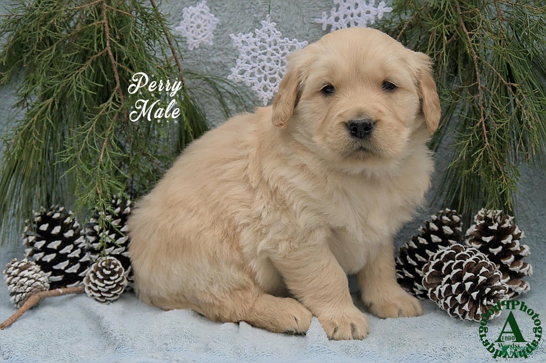Golden Retriever dogs for sale: Perry - Ad 4