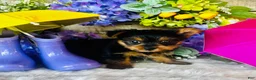 Yorkshire Terrier dogs for sale: GiGi - Ad 9