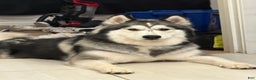 Siberian Husky dogs for sale: Gaia - Ad 5
