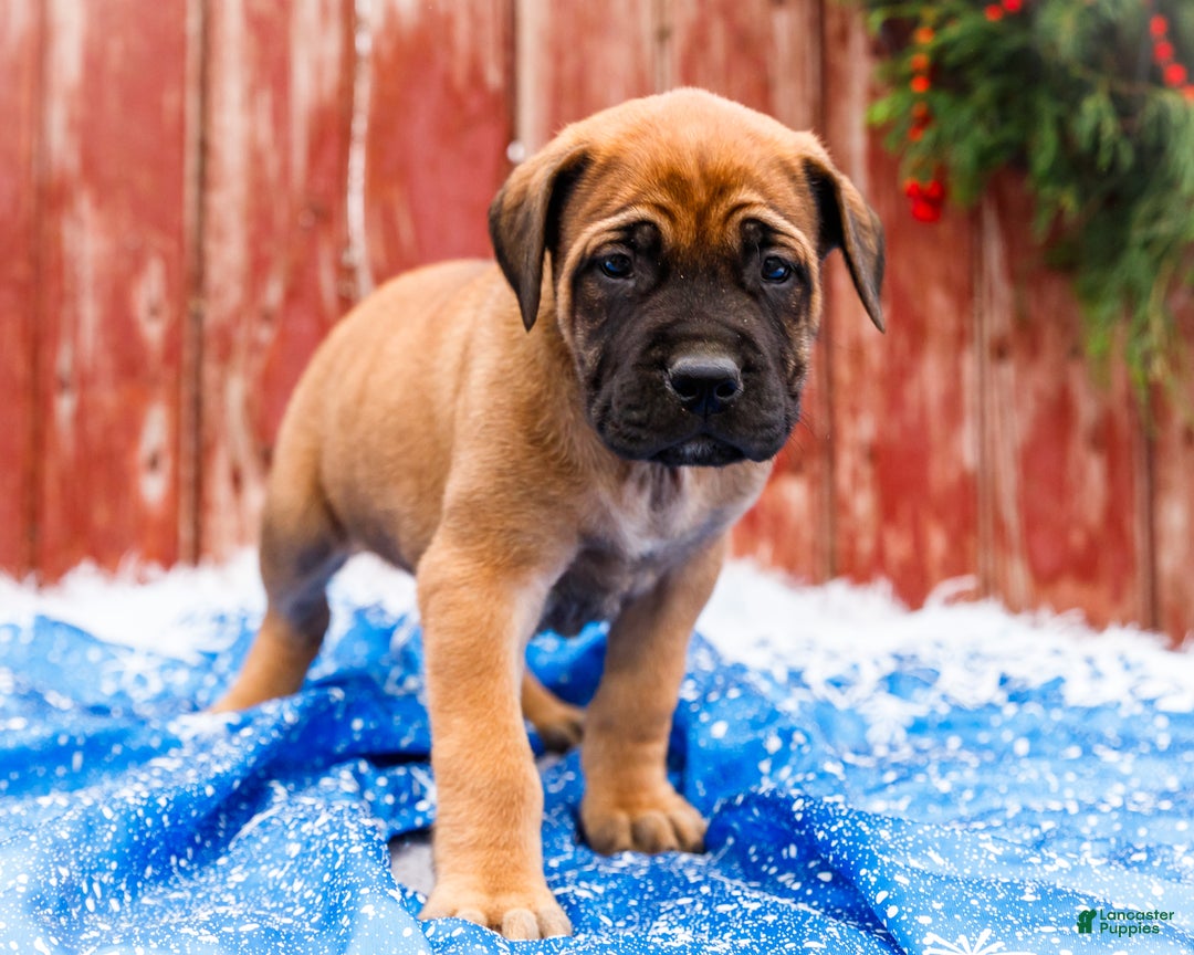 English Mastiff dogs for sale: Chloe - Ad 11