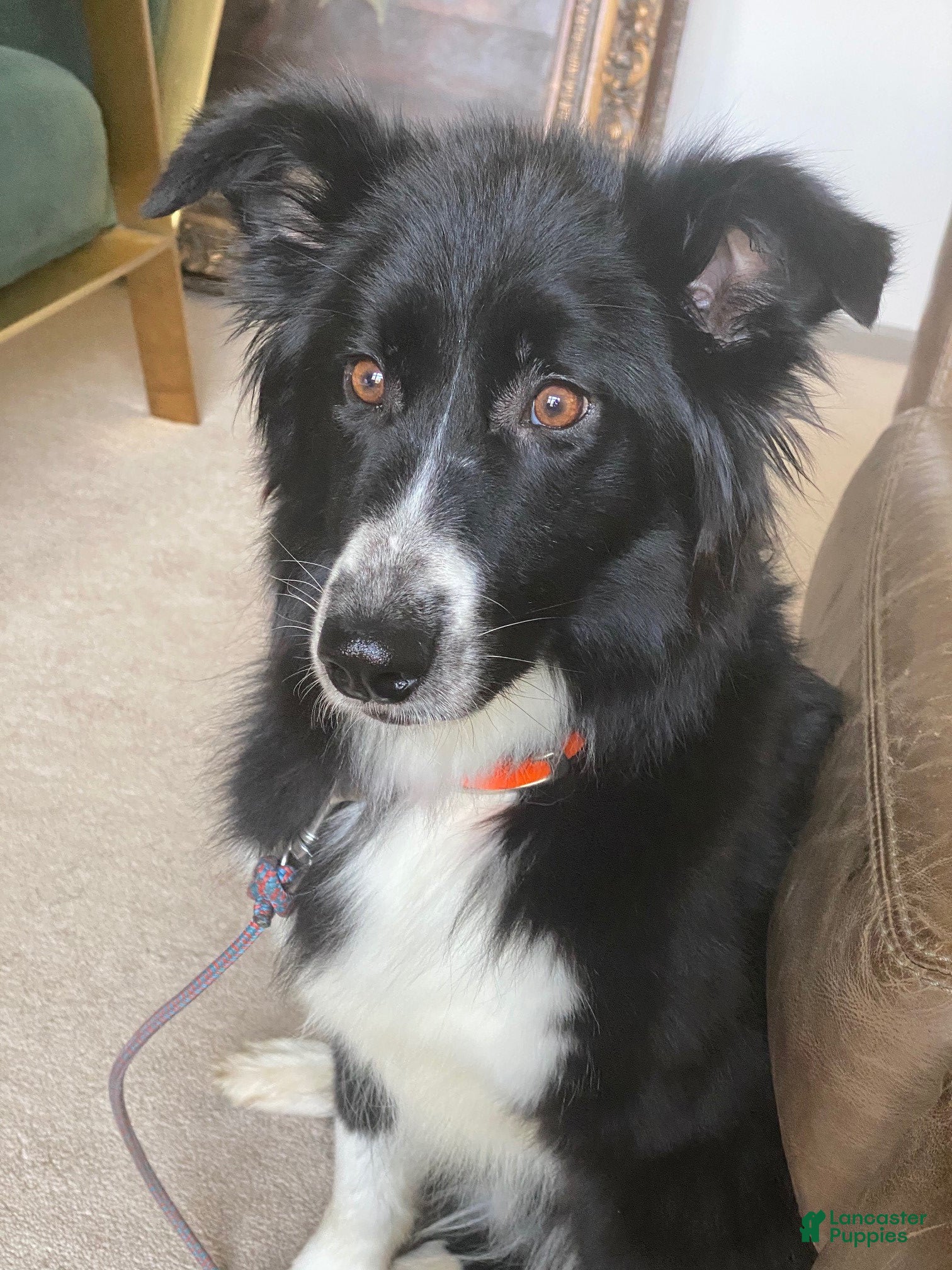 Australian Shepherd dogs Penny - Ad 2