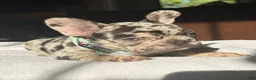 French Bulldog dogs for sale: Chocolate Cream - Ad 6