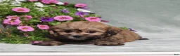 Teddy Bear dogs for sale: BJs Ever - Ad 4