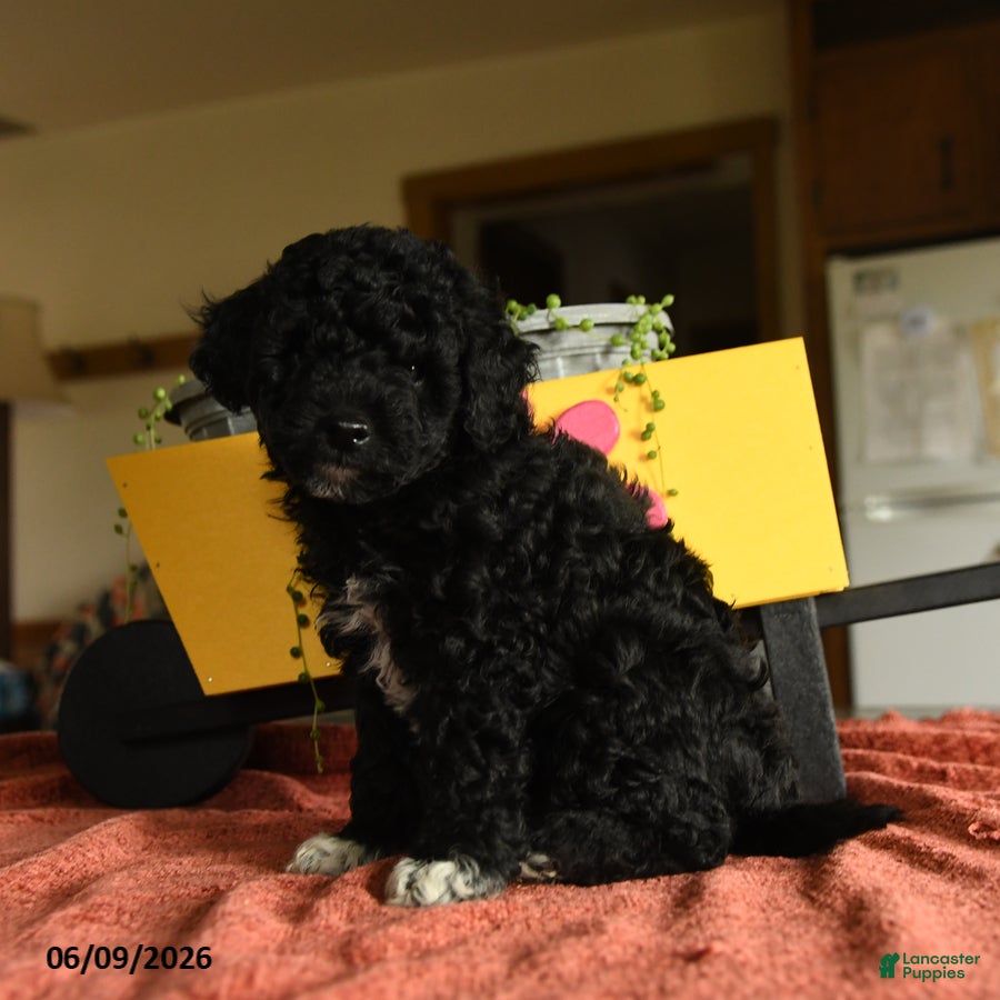 Miniature Poodle dogs Calvin - Ad 2