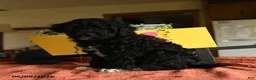 Miniature Poodle dogs for sale: Calvin - Ad 2