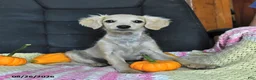 Cavapoo dogs for sale: Teddy - Ad 5