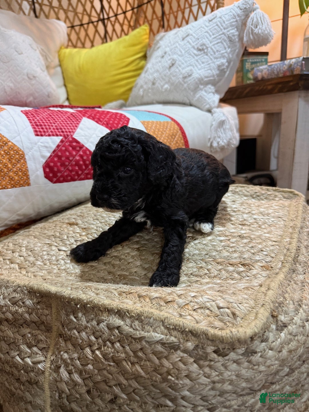 Cavapoo dogs for sale: Calvin - Ad 2