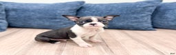 Boston Terrier dogs for sale: Sparky - Ad 6