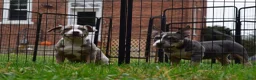 American Bully dogs for sale: American Bully 4 - Ad 11