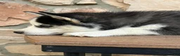 Pomsky dogs for sale: Chris - Ad 5