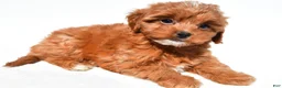 Cavapoo dogs for sale: Kayla - Ad 4