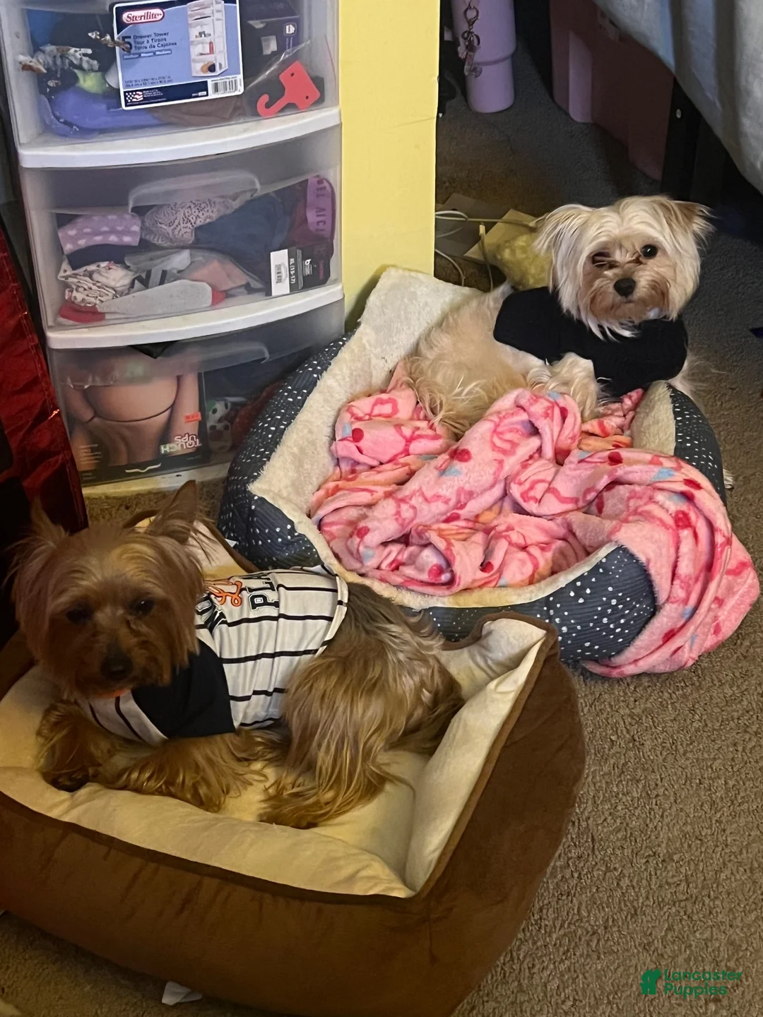 Morkie dogs for sale: Meilo - Ad 2