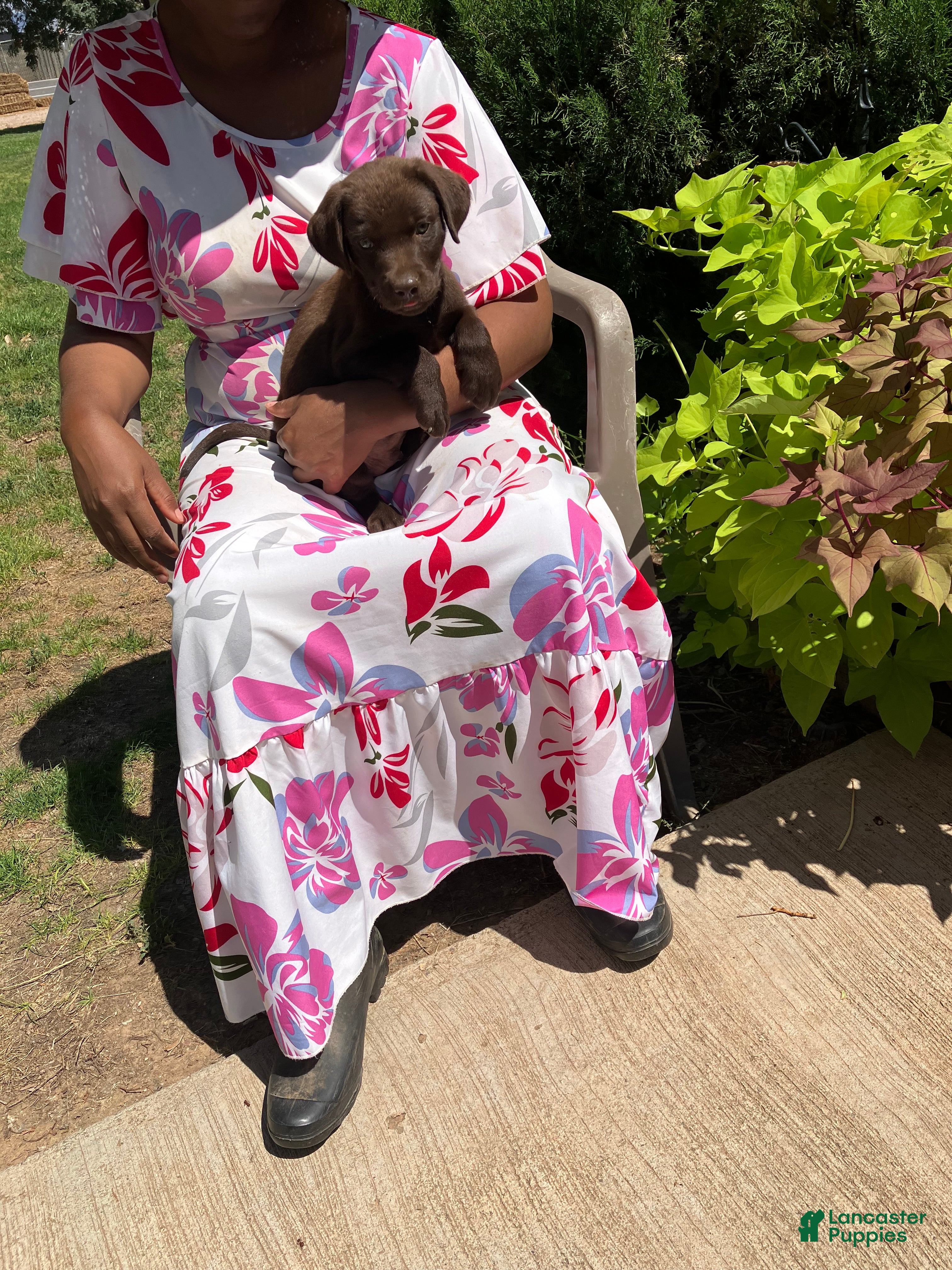 Labrador Retriever dogs Labrador Retriever 2 - Ad 1