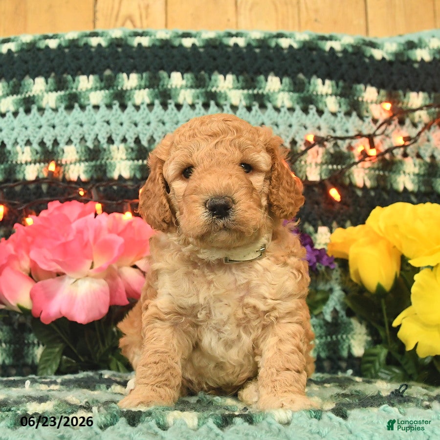 Mini Goldendoodle dogs Peppy Peet  - Ad 1
