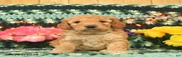 Mini Goldendoodle dogs for sale: Peppy Peet  - Ad 1