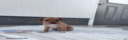 Chihuahua dogs for sale: Butterscotch - Ad 10
