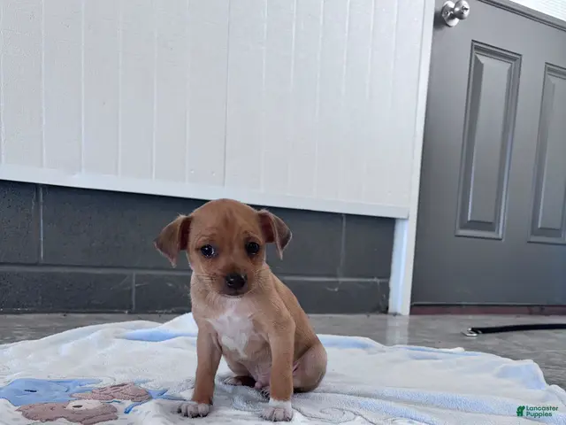 Chihuahua dogs for sale: Butterscotch - Ad 1