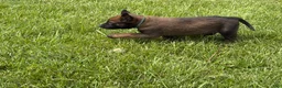 Belgian Malinois dogs for sale: Montgomery - Ad 5